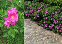 Rosa rugosa Rubra / Japán rózsa